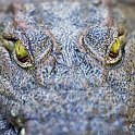 slides/IMG_3202.jpg crocodile, reptile, lizard, eye, skin, wildlife, zambezi, zambia, africa SAVF1 - Victoria Falls - Crocodile Eyes